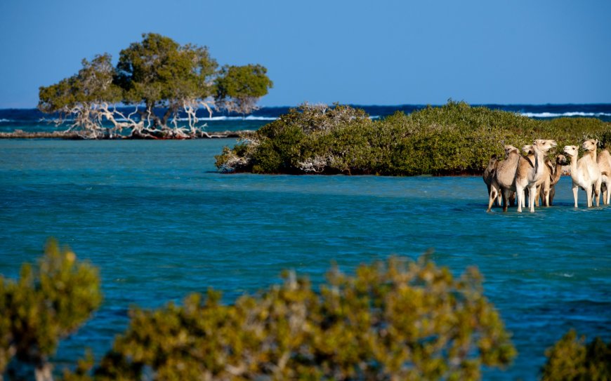 Tourism or Tragedy? Shadowy Deal Puts Egypt’s Last Wild Red Sea Shores at Risk